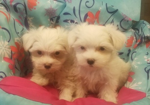 Maltese Puppies Pensacola, FL