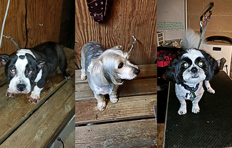 Dog Grooming in Pensacola, FL