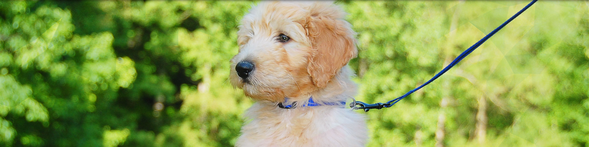 Dog Behavior Training in Pensacola, FL