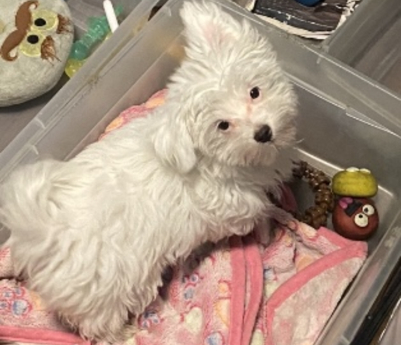 Female Maltese 