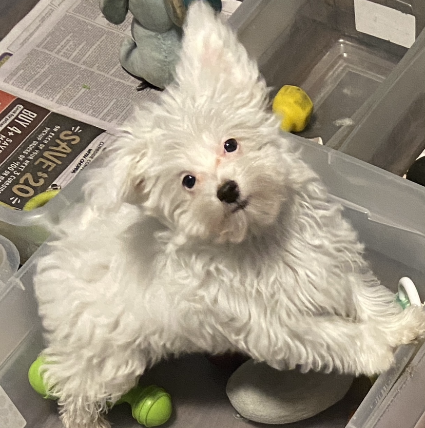 Female Maltese  1