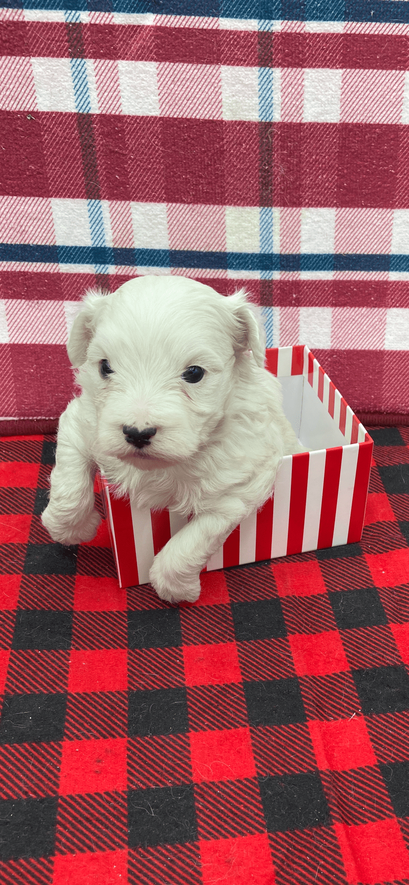 Male Maltipoo 1 Male Maltipoo 1