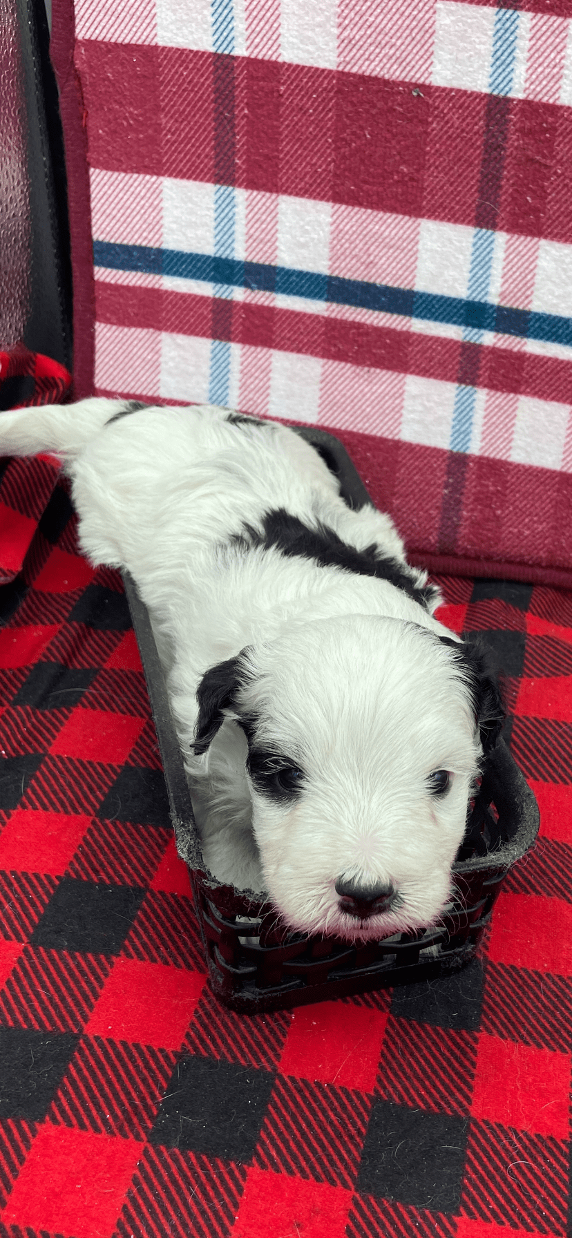 Male Maltipoo 2 Male Maltipoo 2
