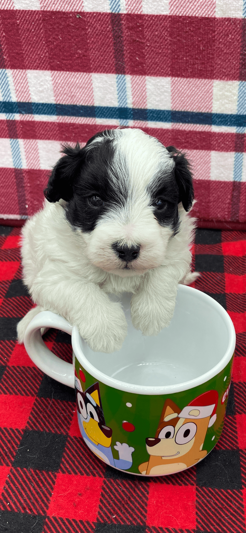 Male Maltipoo 3 Male Maltipoo 3