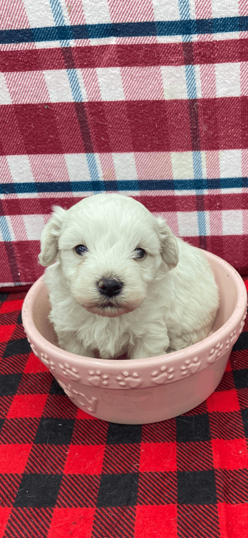 Male Maltipoo 4 Male Maltipoo 4