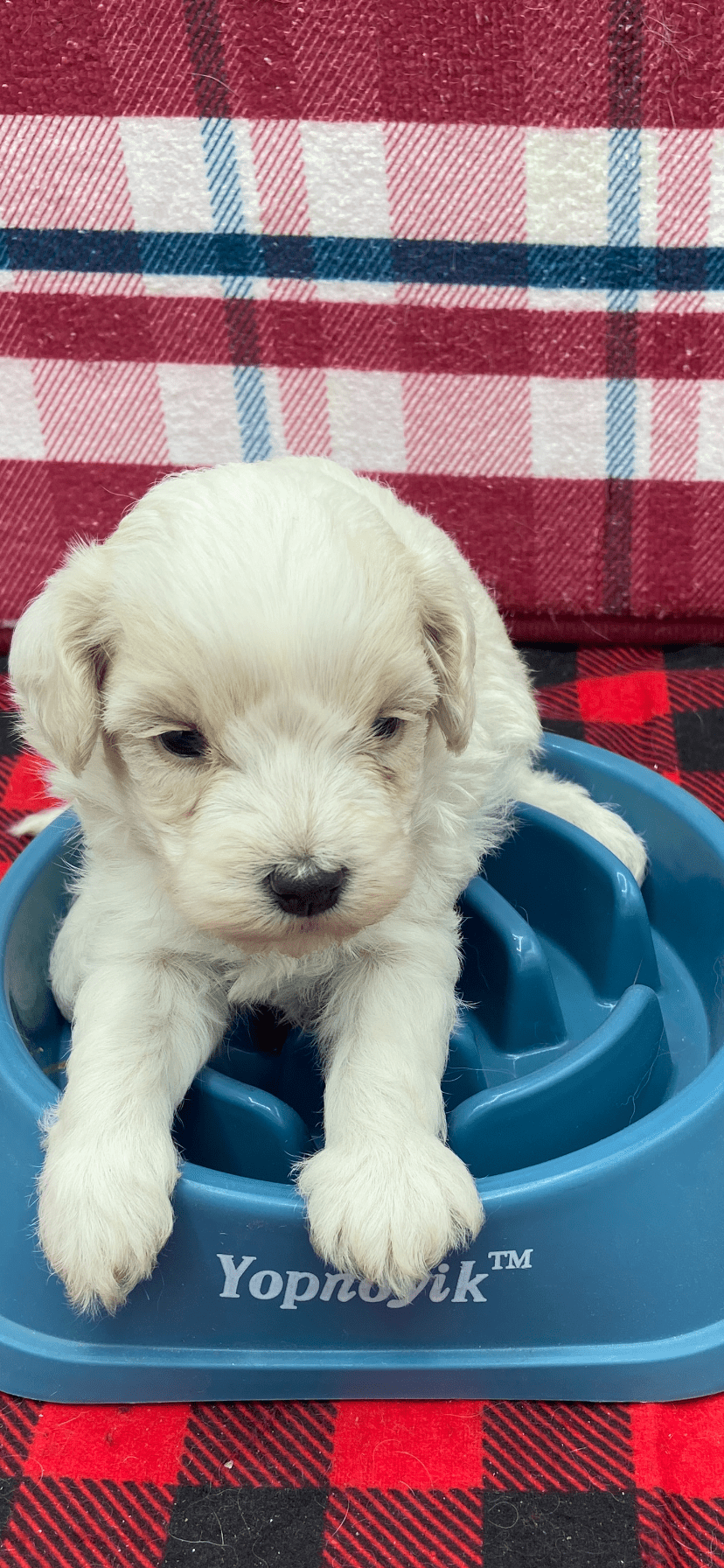 Male Maltipoo 5 Male Maltipoo 5