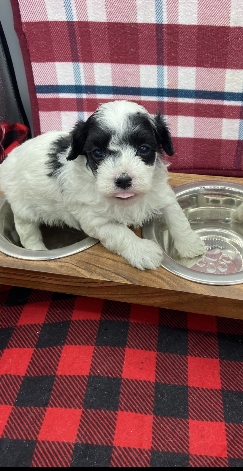 Male Maltipoo 6 Male Maltipoo 6