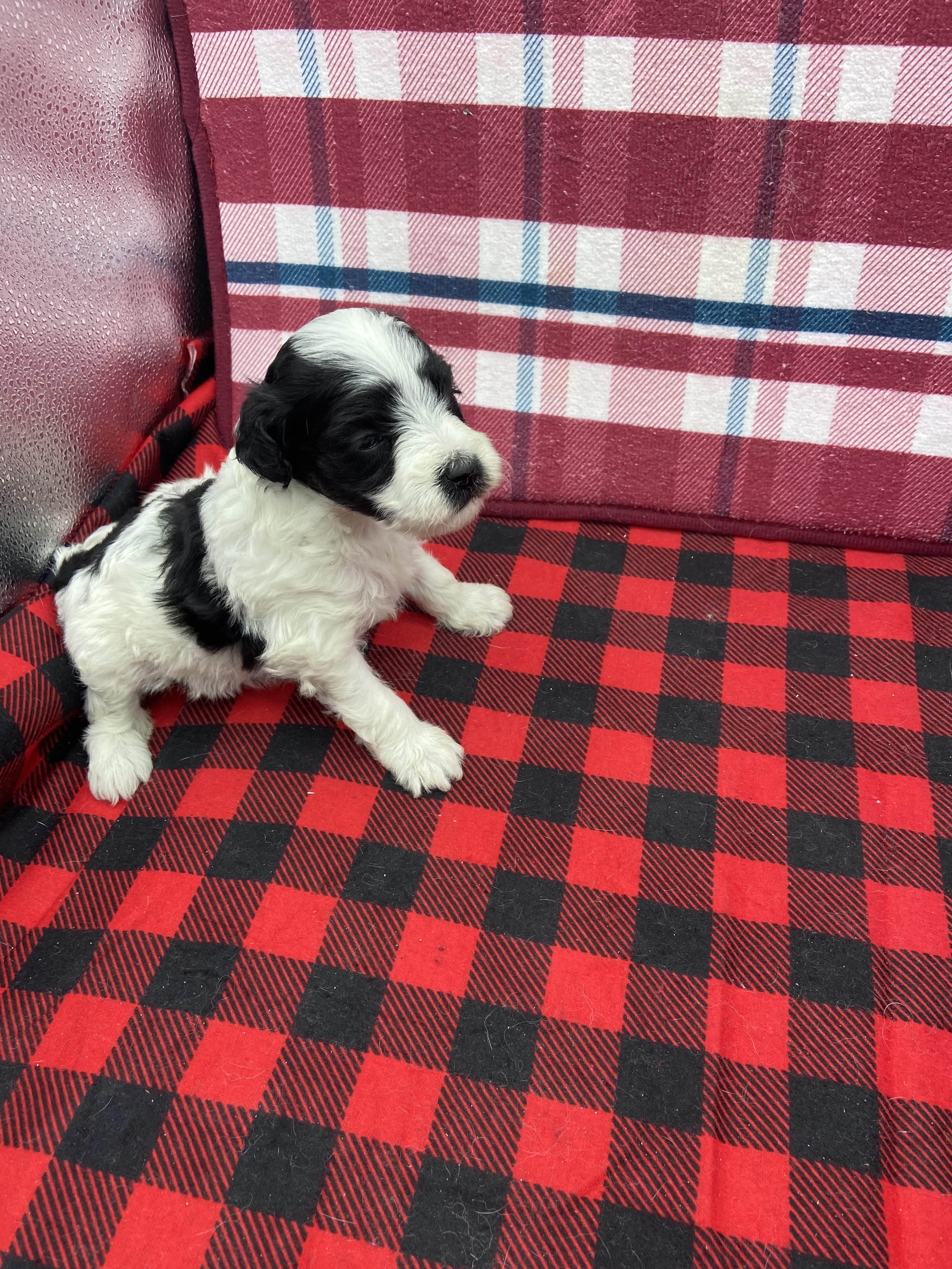 Female Maltipoo 1 Female Maltipoo 1