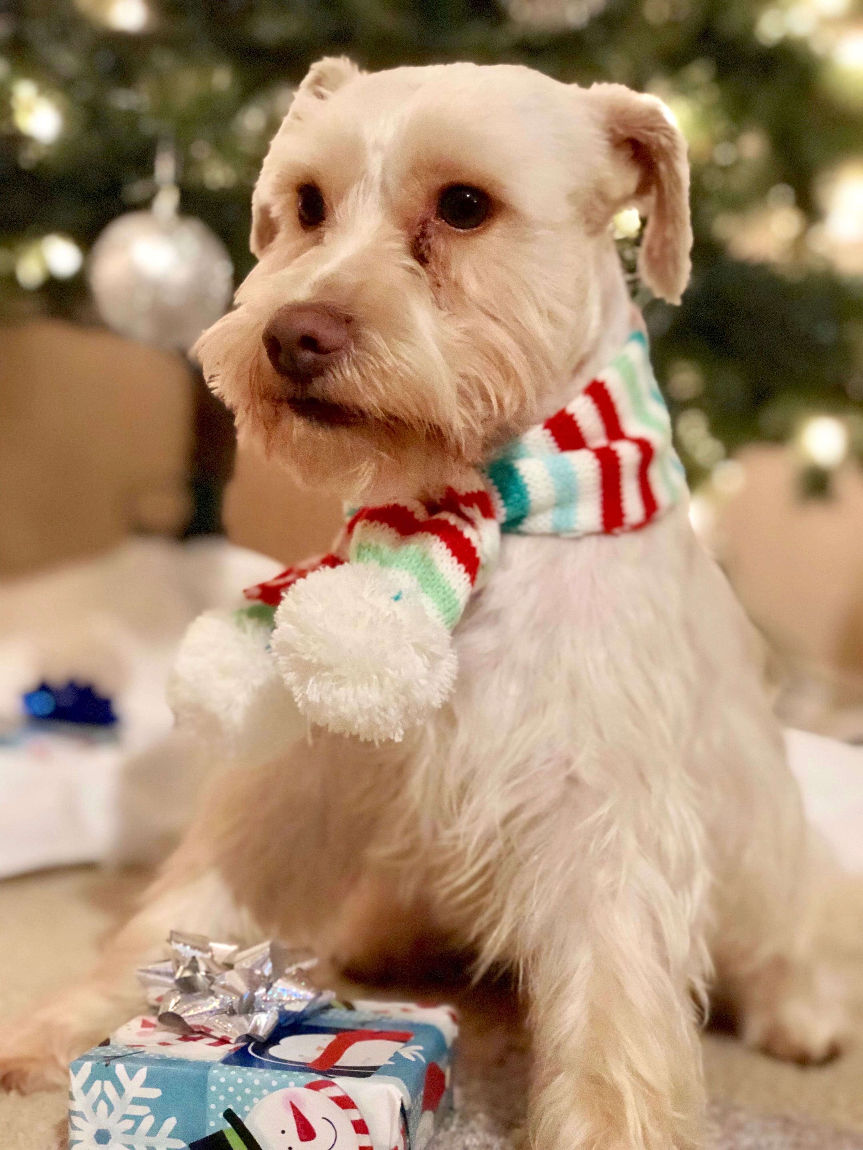Dog Wearing Scarf