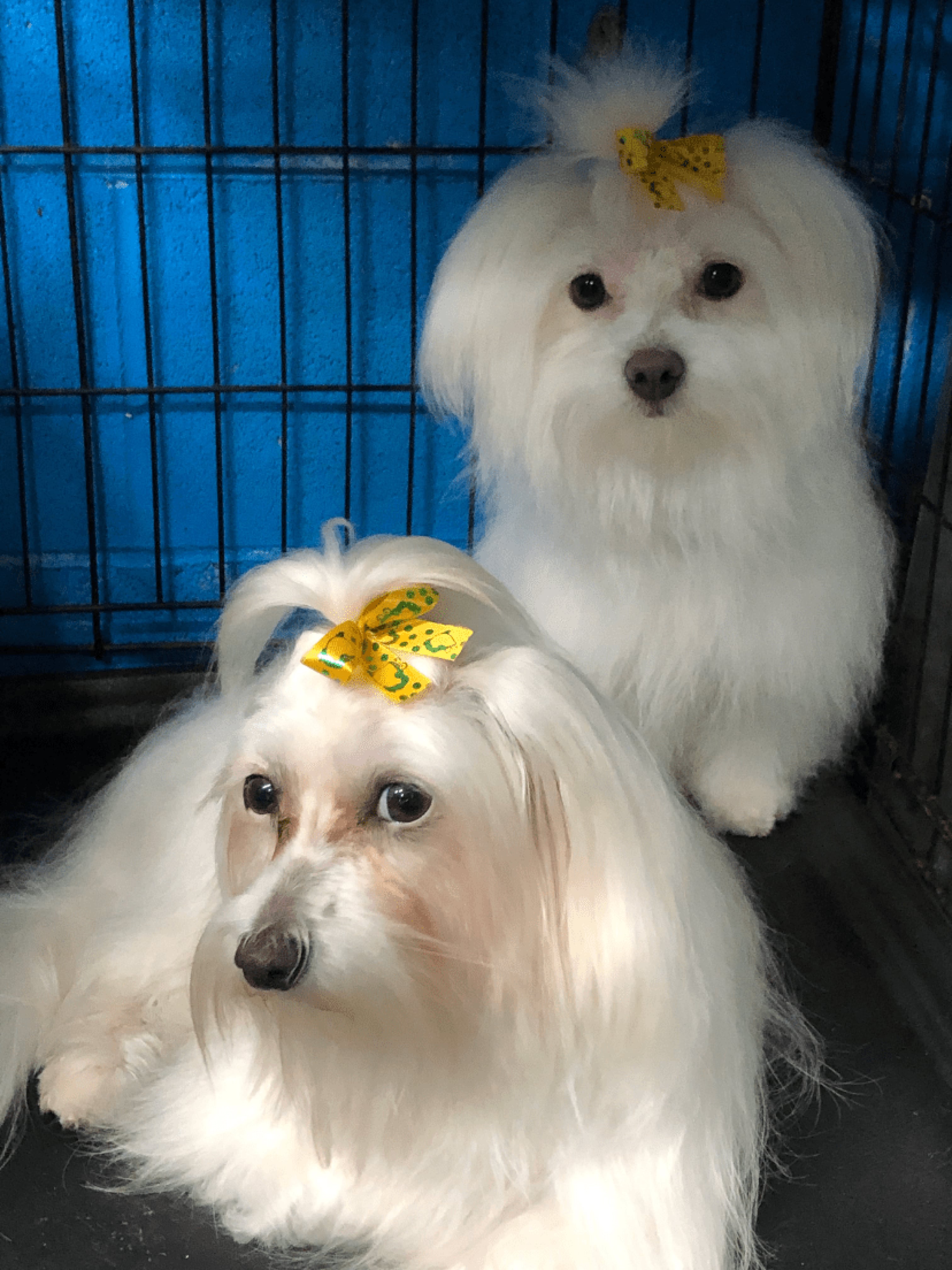 Two Dogs